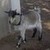  Pygmy Goat